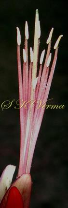  Pistil and Stamens-Filaments alternately shorter and longer